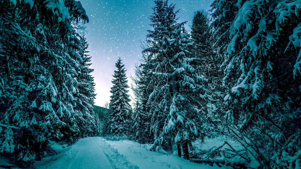 A snow-covered forest in the blue hour, silent and deep.