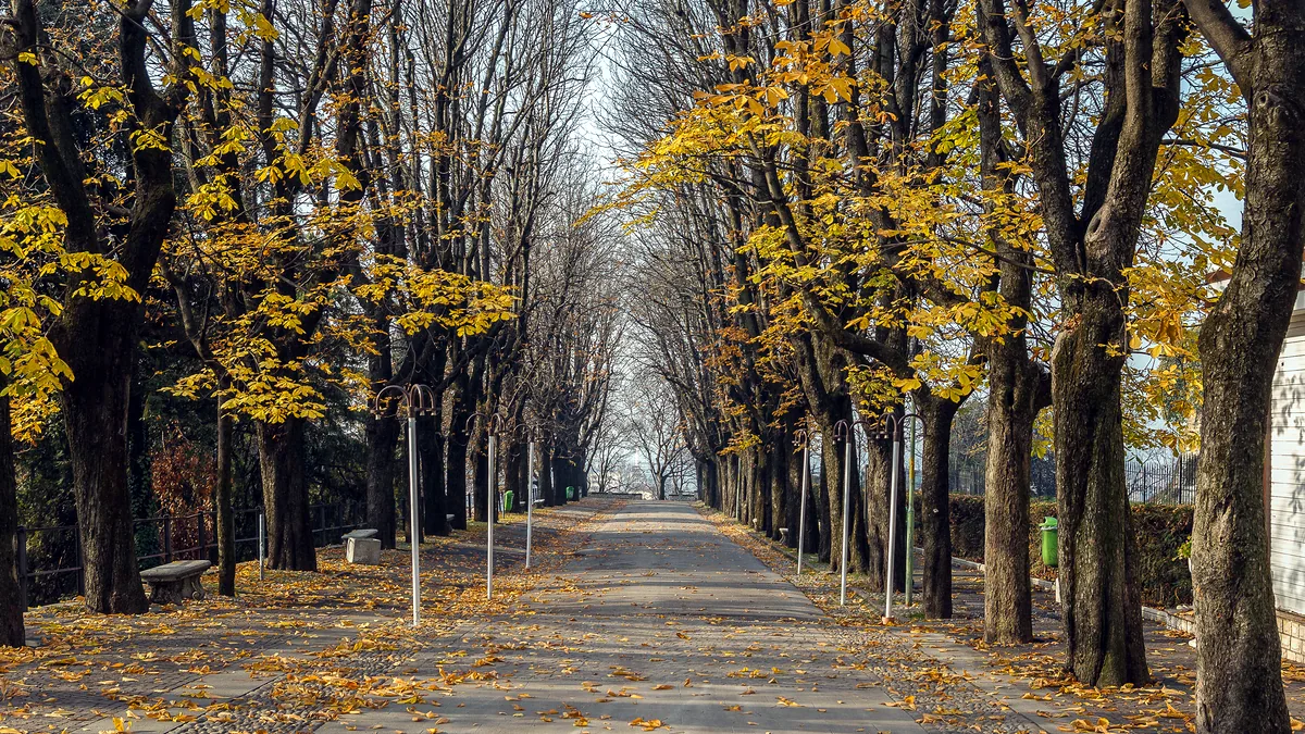 A wide tree-lined boulevard in late autumn, leaves turning amber.