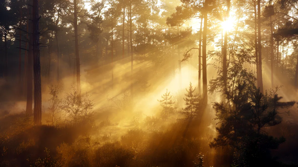 Morning light breaking through mist in a hushed, otherworldly forest.
